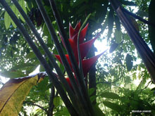 flore tropicale - Martinique